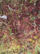 Rødtorvmose (Sphagnum rubellum)