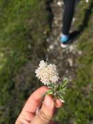 Fjellkattefot (Antennaria alpina subsp. alpina)
