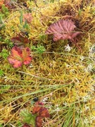 Molte (Rubus chamaemorus)