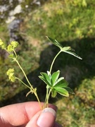 Alpine Lady's-mantle (Alchemilla alpina)