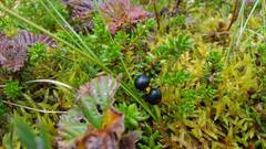 Krekling (Empetrum nigrum)