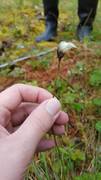 Torvmyrull (Eriophorum vaginatum)