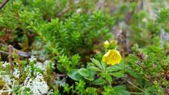 Tepperot (Potentilla erecta)