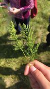 Hestespreng (Cryptogramma crispa)