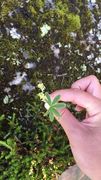 Alpine Lady's-mantle (Alchemilla alpina)