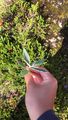 Sølvvier (Salix glauca subsp. glauca)