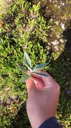 Sølvvier (Salix glauca subsp. glauca)