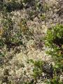 Lys reinlav (Cladonia arbuscula)