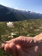 Skogstjerne (Trientalis europaea)