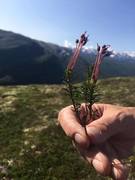 Bog-rosemary (Andromeda polifolia)