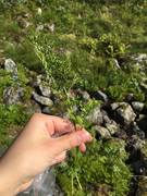 Parsley Fern (Cryptogramma crispa)
