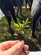 Rynkevier (Salix reticulata)