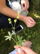 Alpine Lady's-mantle (Alchemilla alpina)