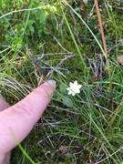 Skogstjerne (Trientalis europaea)