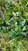 Cowberry (Vaccinium vitis-idaea)