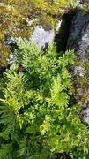 Parsley Fern (Cryptogramma crispa)