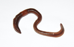 Skogmeitemark (Lumbricus rubellus)