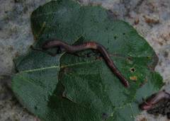 Mosemeitemark (Dendrobaena octaedra)