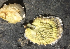 Dypøsters (Crassostrea gigas)