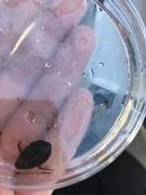 Vannkalver (Dytiscidae)