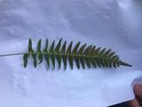 Sisselrot (Polypodium vulgare)