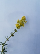 Vinterkarse (Barbarea vulgaris)