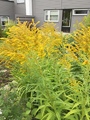 Kanadagullris (Solidago canadensis)