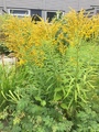 Kanadagullris (Solidago canadensis)