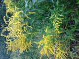 Kanadagullris (Solidago canadensis)