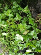 Krypsoleie (Ranunculus repens)