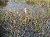 Myrull (Eriophorum sp.)