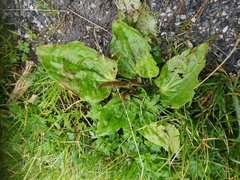 Groblad (Plantago major)