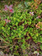 Krekling (Empetrum nigrum)