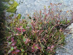 Blåbær (Vaccinium myrtillus)