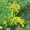 Kanadagullris (Solidago canadensis)