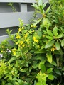 Fagerfredløs (Lysimachia punctata)