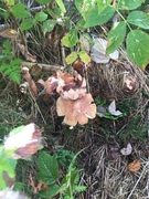 Granmatriske (Lactarius deterrimus)