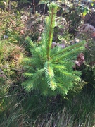 Edelgran (Abies alba)