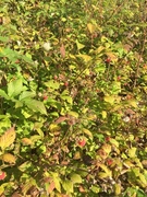 Blåbringebær (Rubus caesius)