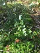 Blåbær (Vaccinium myrtillus)