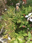 Hinnebregneslekta (Hymenophyllum)