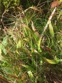 Hårfrytle (Luzula pilosa)