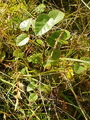 Bjørk (Betula pubescens)