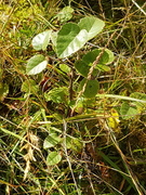 Bjørk (Betula pubescens)