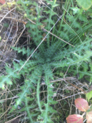 Stjernetistelslekta (Carlina)