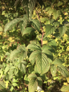 Bringebær (Rubus idaeus)