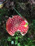 Rød fluesopp (Amanita muscaria)