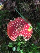 Rød fluesopp (Amanita muscaria)