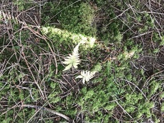 Ormetelg (Dryopteris filix-mas)