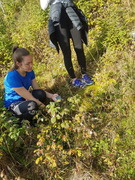 Bringebær (Rubus idaeus)